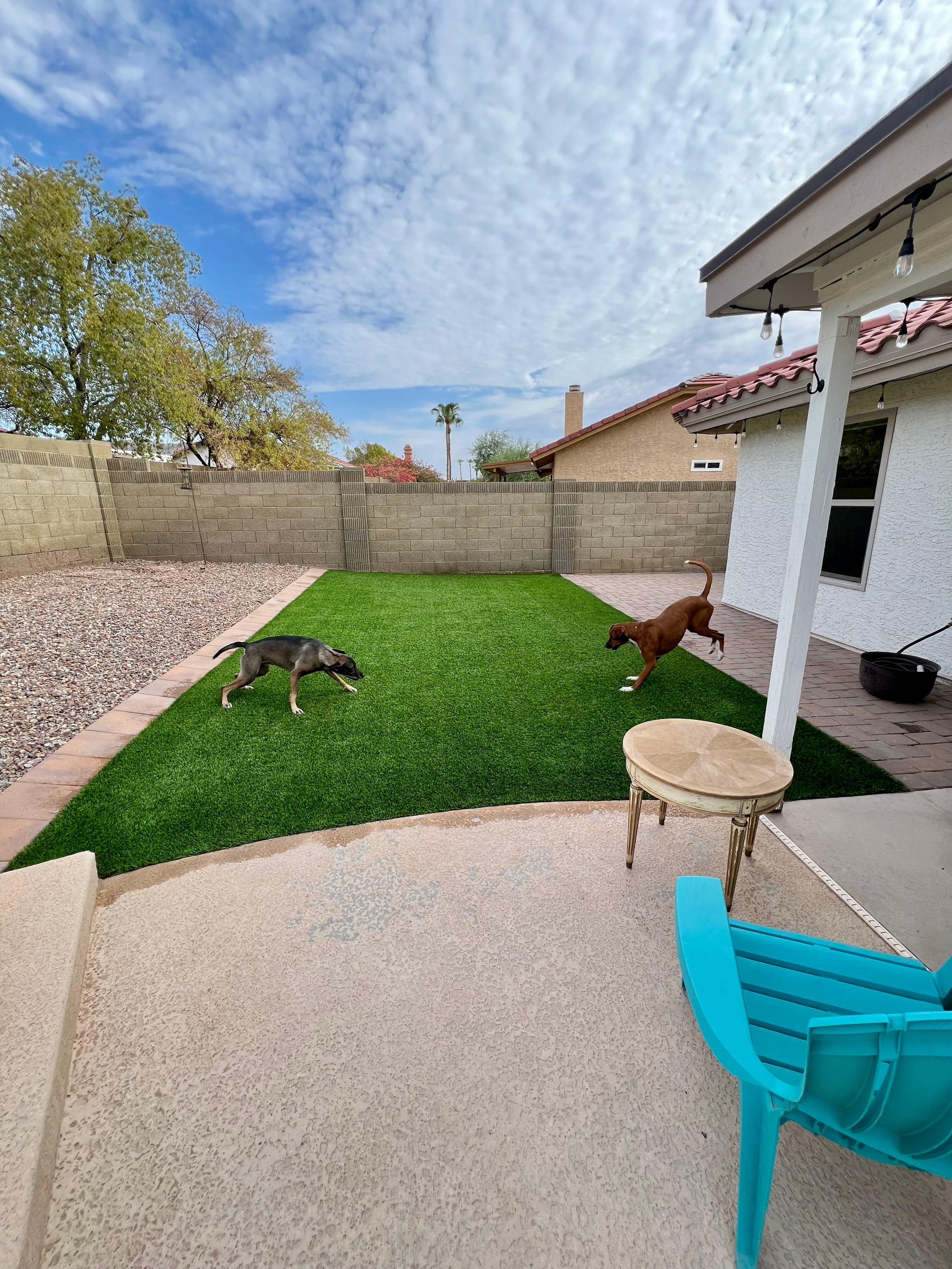 Professional recurring maintenance for pet-used artificial turf